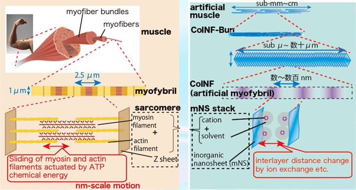 Figure illustrating research findings
